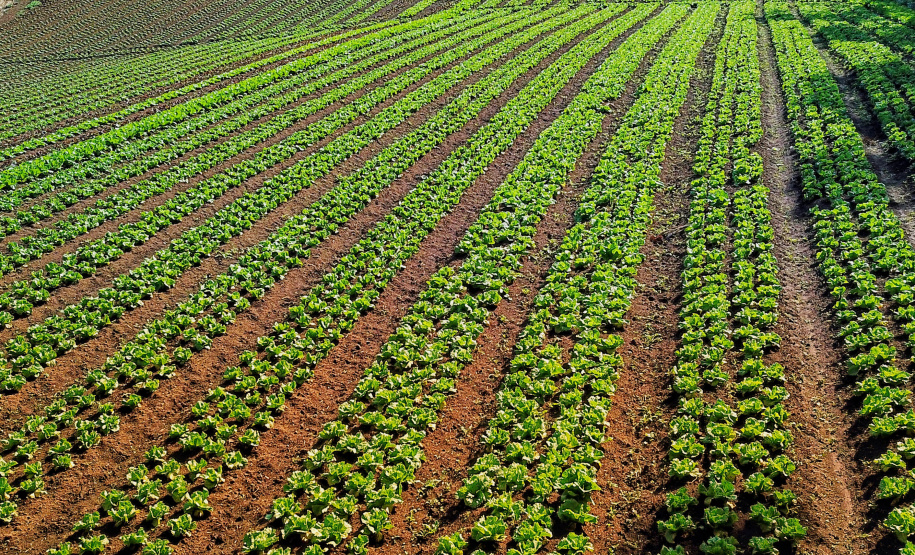 ORGÂNICOS DO SUL - Tijucas do Sul - Produtor Flavio Henrique Setim - 25/06/2021 - Foto: José Fernando Ogura/AEN