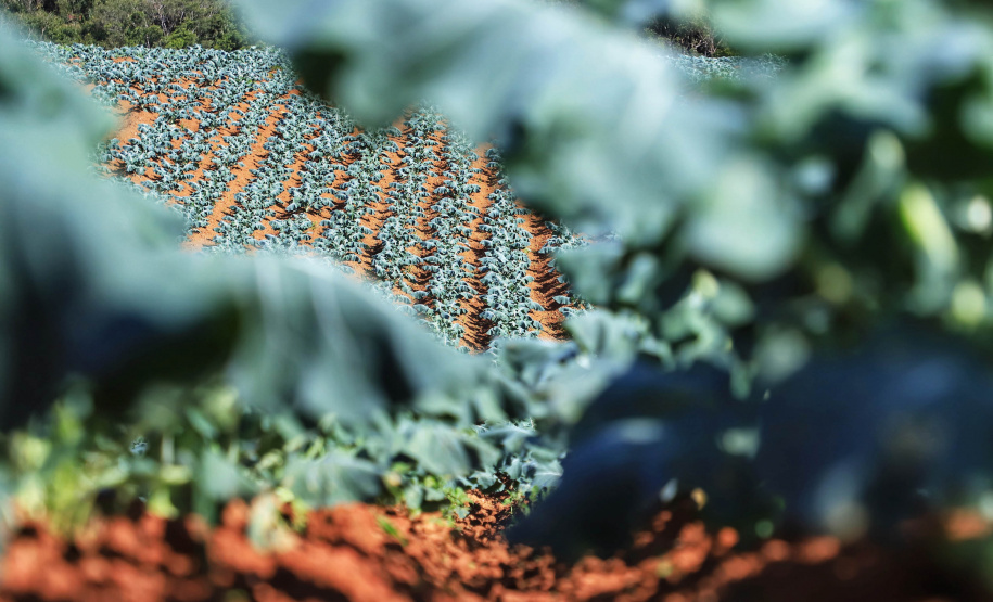 ORGÂNICOS DO SUL - Tijucas do Sul - Produtor Flavio Henrique Setim - 25/06/2021 - Foto: José Fernando Ogura/AEN