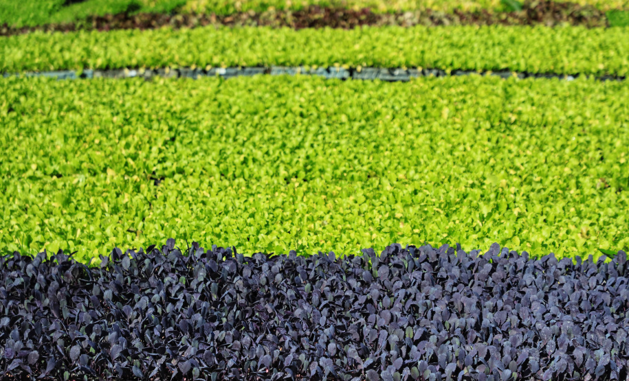 ORGÂNICOS DO SUL - Tijucas do Sul - Produtor Flavio Henrique Setim - 25/06/2021 - Foto: José Fernando Ogura/AEN