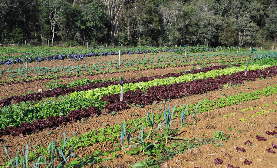 ORGÂNICOS RAIO DE SOL - Tijucas do Sul - Produtor João Camilo Valter - 25/06/2021 - Foto: José Fernando Ogura/AEN