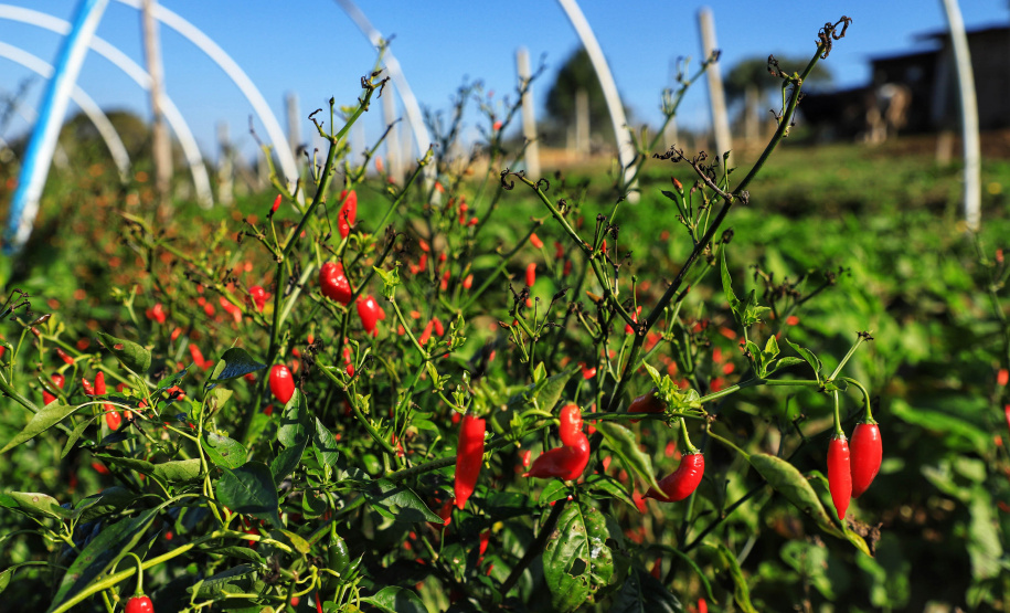 ORGÂNICOS RAIO DE SOL - Tijucas do Sul - Produtor João Camilo Valter - 25/06/2021 - Foto: José Fernando Ogura/AEN