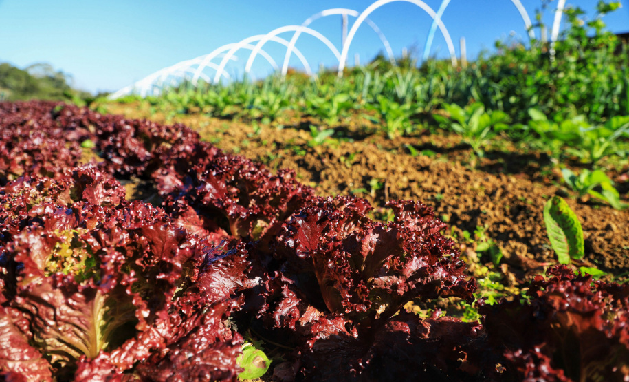ORGÂNICOS RAIO DE SOL - Tijucas do Sul - Produtor João Camilo Valter - 25/06/2021 - Foto: José Fernando Ogura/AEN