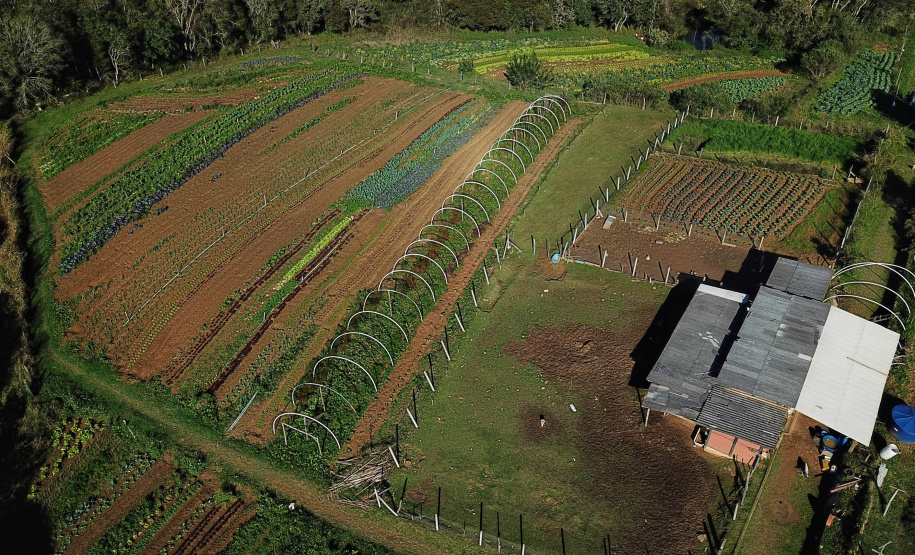 ORGÂNICOS RAIO DE SOL - Tijucas do Sul - Produtor João Camilo Valter - 25/06/2021 - Foto: José Fernando Ogura/AEN