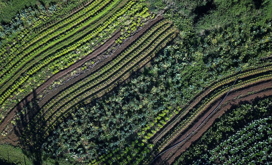 ORGÂNICOS RAIO DE SOL - Tijucas do Sul - Produtor João Camilo Valter - 25/06/2021 - Foto: José Fernando Ogura/AEN