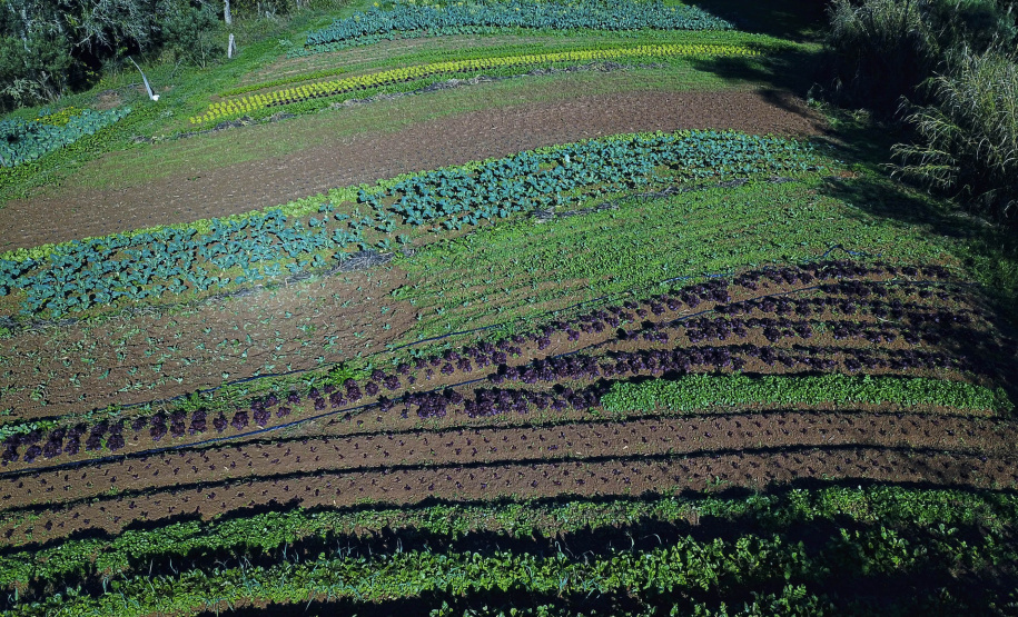ORGÂNICOS RAIO DE SOL - Tijucas do Sul - Produtor João Camilo Valter - 25/06/2021 - Foto: José Fernando Ogura/AEN