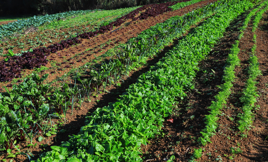 ORGÂNICOS RAIO DE SOL - Tijucas do Sul - Produtor João Camilo Valter - 25/06/2021 - Foto: José Fernando Ogura/AEN