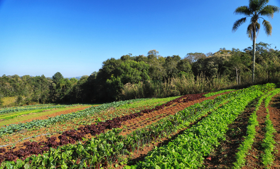 ORGÂNICOS RAIO DE SOL - Tijucas do Sul - Produtor João Camilo Valter - 25/06/2021 - Foto: José Fernando Ogura/AEN