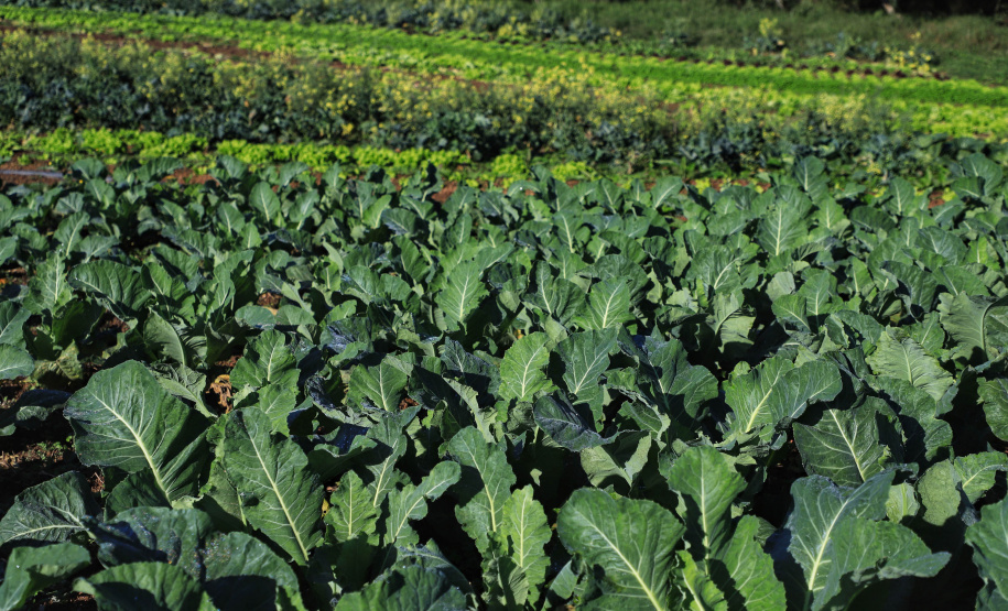 ORGÂNICOS RAIO DE SOL - Tijucas do Sul - Produtor João Camilo Valter - 25/06/2021 - Foto: José Fernando Ogura/AEN