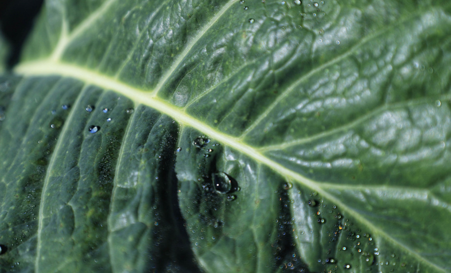 ORGÂNICOS RAIO DE SOL - Tijucas do Sul - Produtor João Camilo Valter - 25/06/2021 - Foto: José Fernando Ogura/AEN