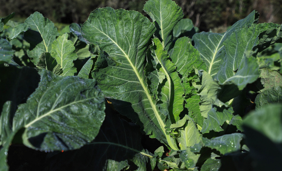 ORGÂNICOS RAIO DE SOL - Tijucas do Sul - Produtor João Camilo Valter - 25/06/2021 - Foto: José Fernando Ogura/AEN