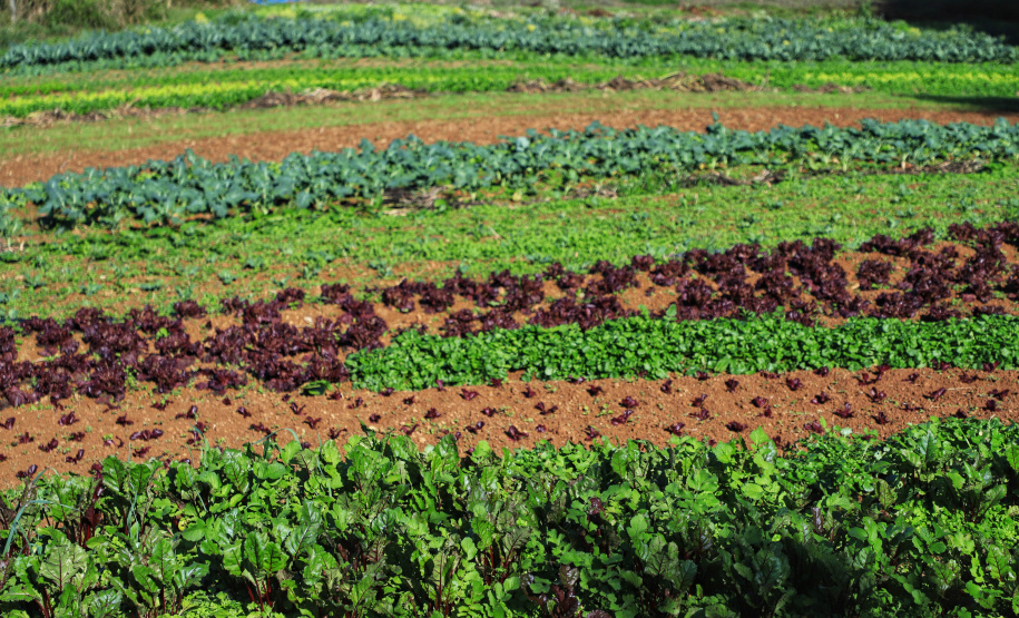 ORGÂNICOS RAIO DE SOL - Tijucas do Sul - Produtor João Camilo Valter - 25/06/2021 - Foto: José Fernando Ogura/AEN