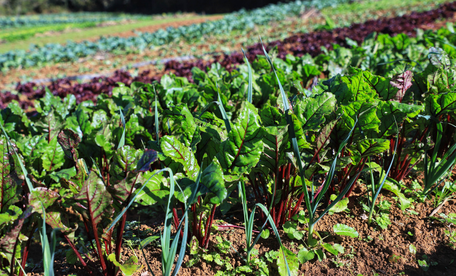ORGÂNICOS RAIO DE SOL - Tijucas do Sul - Produtor João Camilo Valter - 25/06/2021 - Foto: José Fernando Ogura/AEN