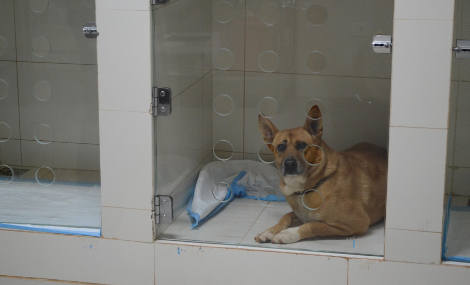 O Hospital Veterinário do Centro Universitário Filadélfia (UniFil), em Londrina, região Norte do Estado, agora é oficialmente um Centro de Apoio à Fauna Silvestre (CAFS). O local presta auxílio ao Instituto Água e Terra (IAT) no recebimento de animais silvestres vítimas de atropelamento, maus-tratos, comércio ilegal, tráfico e cativeiro irregular, que precisam de atendimento veterinário. A inauguração aconteceu nessa sexta-feira (16). - Londrina, 16/07/2021 - Foto: SEDEST/IAT