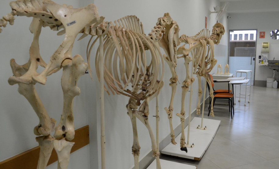 O Hospital Veterinário do Centro Universitário Filadélfia (UniFil), em Londrina, região Norte do Estado, agora é oficialmente um Centro de Apoio à Fauna Silvestre (CAFS). O local presta auxílio ao Instituto Água e Terra (IAT) no recebimento de animais silvestres vítimas de atropelamento, maus-tratos, comércio ilegal, tráfico e cativeiro irregular, que precisam de atendimento veterinário. A inauguração aconteceu nessa sexta-feira (16). - Londrina, 16/07/2021 - Foto: SEDEST/IAT