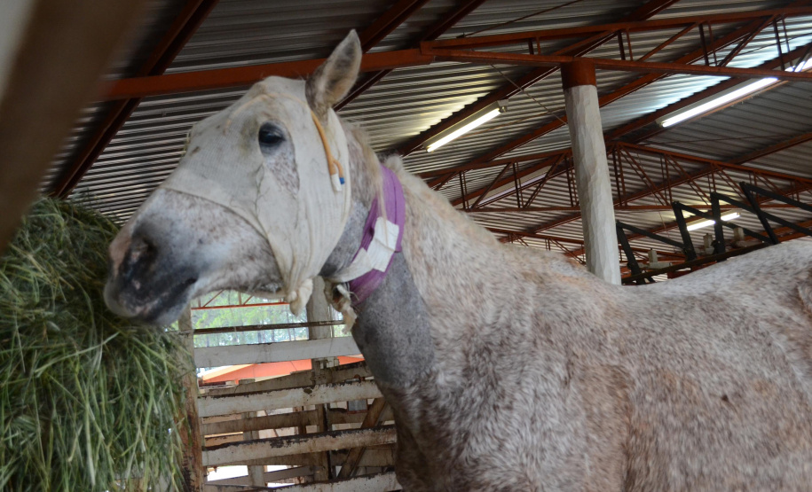 O Hospital Veterinário do Centro Universitário Filadélfia (UniFil), em Londrina, região Norte do Estado, agora é oficialmente um Centro de Apoio à Fauna Silvestre (CAFS). O local presta auxílio ao Instituto Água e Terra (IAT) no recebimento de animais silvestres vítimas de atropelamento, maus-tratos, comércio ilegal, tráfico e cativeiro irregular, que precisam de atendimento veterinário. A inauguração aconteceu nessa sexta-feira (16). - Londrina, 16/07/2021 - Foto: SEDEST/IAT