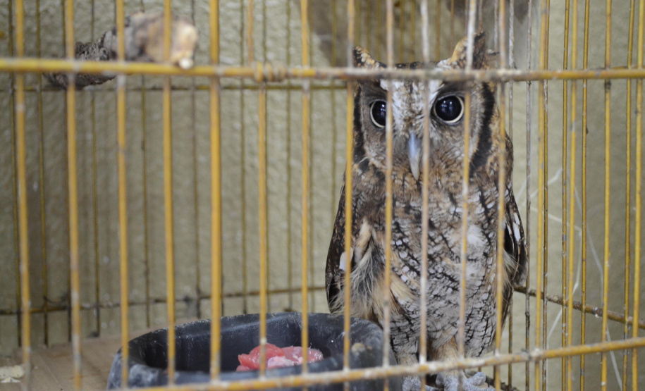 O Hospital Veterinário do Centro Universitário Filadélfia (UniFil), em Londrina, região Norte do Estado, agora é oficialmente um Centro de Apoio à Fauna Silvestre (CAFS). O local presta auxílio ao Instituto Água e Terra (IAT) no recebimento de animais silvestres vítimas de atropelamento, maus-tratos, comércio ilegal, tráfico e cativeiro irregular, que precisam de atendimento veterinário. A inauguração aconteceu nessa sexta-feira (16). - Londrina, 16/07/2021 - Foto: SEDEST/IAT