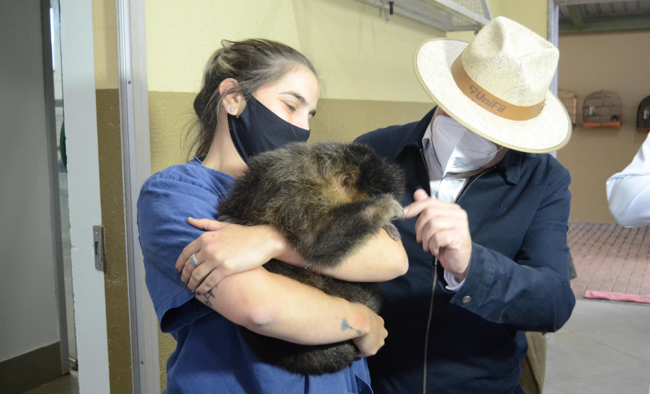 O Hospital Veterinário do Centro Universitário Filadélfia (UniFil), em Londrina, região Norte do Estado, agora é oficialmente um Centro de Apoio à Fauna Silvestre (CAFS). O local presta auxílio ao Instituto Água e Terra (IAT) no recebimento de animais silvestres vítimas de atropelamento, maus-tratos, comércio ilegal, tráfico e cativeiro irregular, que precisam de atendimento veterinário. A inauguração aconteceu nessa sexta-feira (16). - Londrina, 16/07/2021 - Foto: SEDEST/IAT