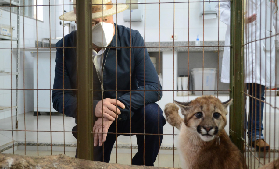 O Hospital Veterinário do Centro Universitário Filadélfia (UniFil), em Londrina, região Norte do Estado, agora é oficialmente um Centro de Apoio à Fauna Silvestre (CAFS). O local presta auxílio ao Instituto Água e Terra (IAT) no recebimento de animais silvestres vítimas de atropelamento, maus-tratos, comércio ilegal, tráfico e cativeiro irregular, que precisam de atendimento veterinário. A inauguração aconteceu nessa sexta-feira (16). - Londrina, 16/07/2021 - Foto: SEDEST/IAT