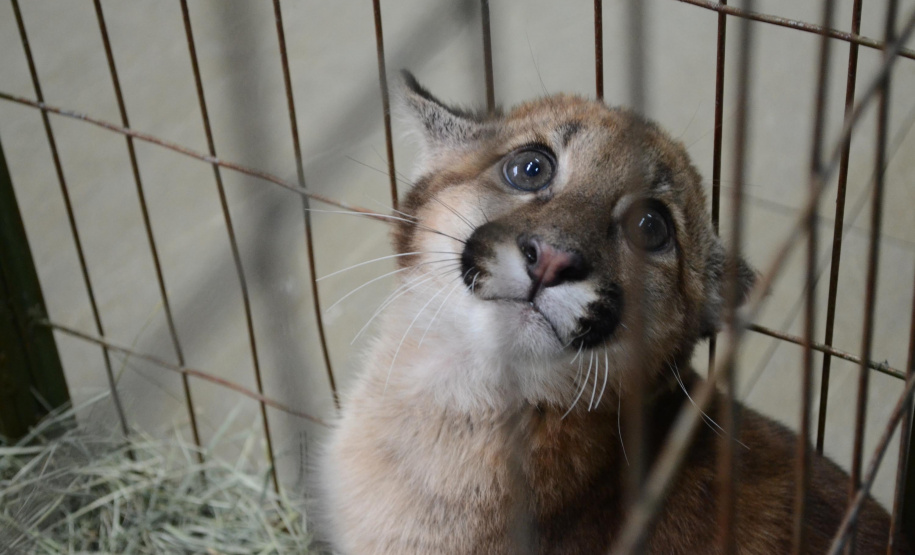 O Hospital Veterinário do Centro Universitário Filadélfia (UniFil), em Londrina, região Norte do Estado, agora é oficialmente um Centro de Apoio à Fauna Silvestre (CAFS). O local presta auxílio ao Instituto Água e Terra (IAT) no recebimento de animais silvestres vítimas de atropelamento, maus-tratos, comércio ilegal, tráfico e cativeiro irregular, que precisam de atendimento veterinário. A inauguração aconteceu nessa sexta-feira (16). - Londrina, 16/07/2021 - Foto: SEDEST/IAT