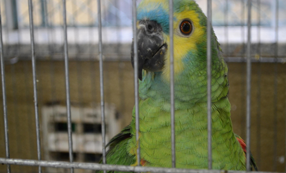 O Hospital Veterinário do Centro Universitário Filadélfia (UniFil), em Londrina, região Norte do Estado, agora é oficialmente um Centro de Apoio à Fauna Silvestre (CAFS). O local presta auxílio ao Instituto Água e Terra (IAT) no recebimento de animais silvestres vítimas de atropelamento, maus-tratos, comércio ilegal, tráfico e cativeiro irregular, que precisam de atendimento veterinário. A inauguração aconteceu nessa sexta-feira (16). - Londrina, 16/07/2021 - Foto: SEDEST/IAT