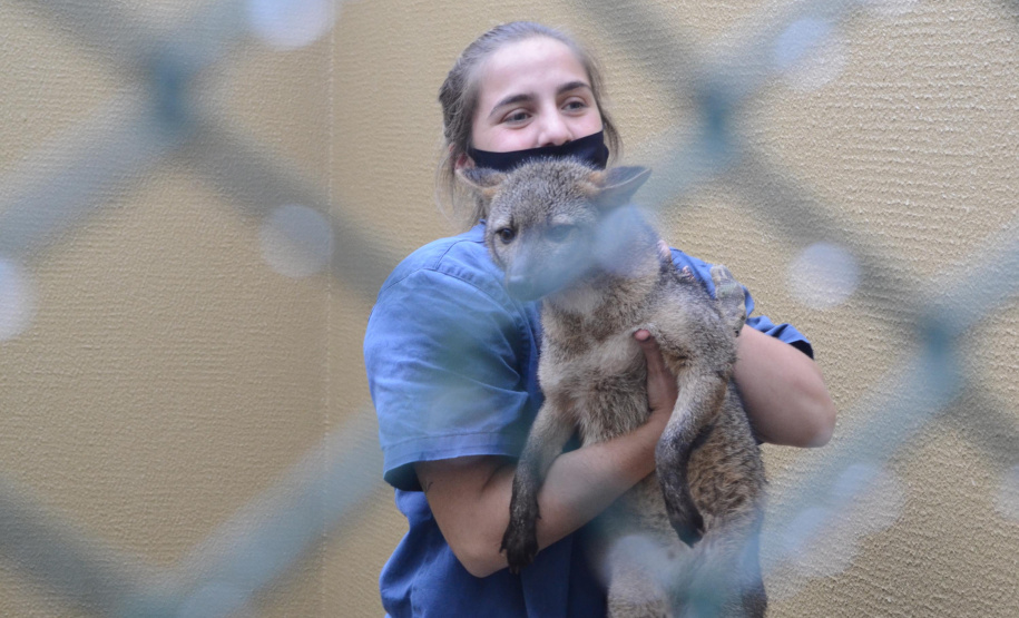 O Hospital Veterinário do Centro Universitário Filadélfia (UniFil), em Londrina, região Norte do Estado, agora é oficialmente um Centro de Apoio à Fauna Silvestre (CAFS). O local presta auxílio ao Instituto Água e Terra (IAT) no recebimento de animais silvestres vítimas de atropelamento, maus-tratos, comércio ilegal, tráfico e cativeiro irregular, que precisam de atendimento veterinário. A inauguração aconteceu nessa sexta-feira (16). - Londrina, 16/07/2021 - Foto: SEDEST/IAT