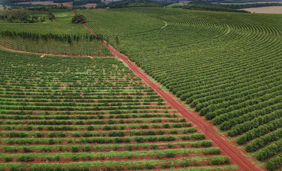 Governo emite novo alerta de geada para a região cafeeira do Paraná - Foto: José Fernando Ogura/AEN