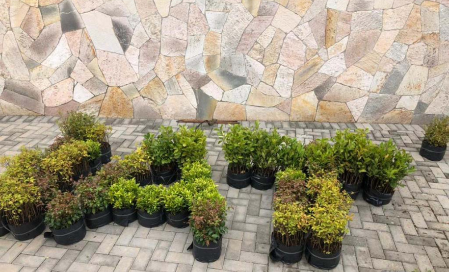 Moradores de Tibagi, nos Campos Gerais, e de Umuarama, no Noroeste do Estado, poderão receber mudas nativas em troca de doações. A ação é dos Escritórios Regionais do Instituto Água e Terra (IAT) com o objetivo de ajudar famílias e animais em situação de vulnerabilidade.  -  Foto: IAT