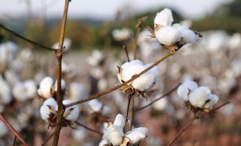 Pesquisa obtém 3x mais algodão com adequado manejo de água e pragas - Resultados positivos são alcançados por meio da adoção de bom manejo de irrigação e controle de pragas no ciclo de cultivo - Maringá, 20/07/2021 - Foto: UEM