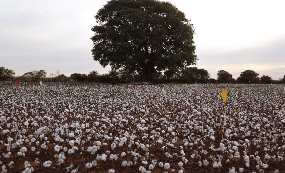 Pesquisa obtém 3x mais algodão com adequado manejo de água e pragas- Fase de abertura do capulho (espécie de capsula natural) e formação da pluma - Maringá, 20/07/2021 - Foto: UEM