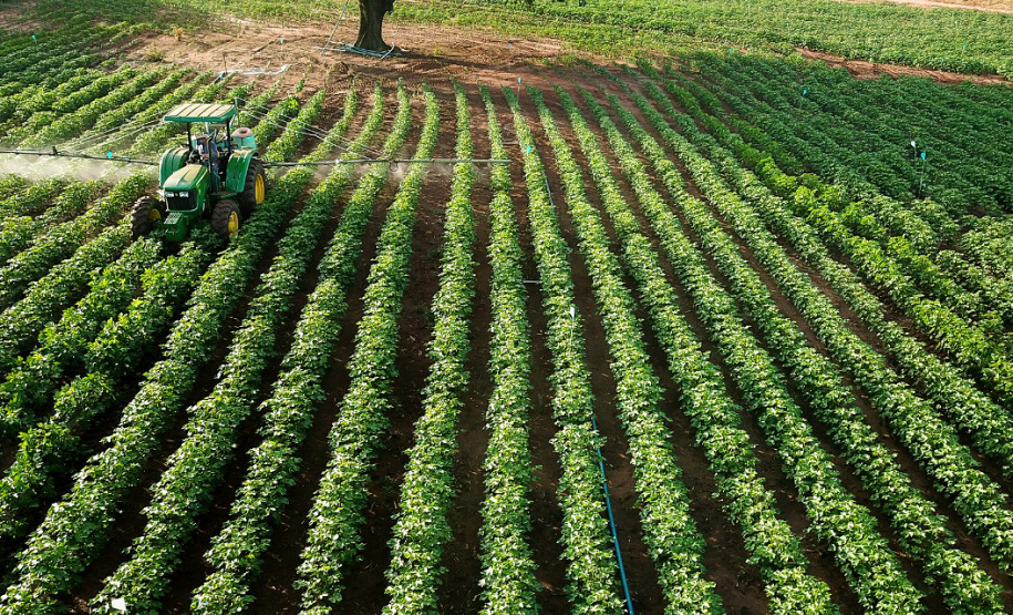 Pesquisa obtém 3x mais algodão com adequado manejo de água e pragas- Algodão na fase vegetativa; pesquisa tem parceria com Associação dos Cotonicultores do Paraná (Acopar) - Maringá, 20/07/2021 - Foto: Acopar