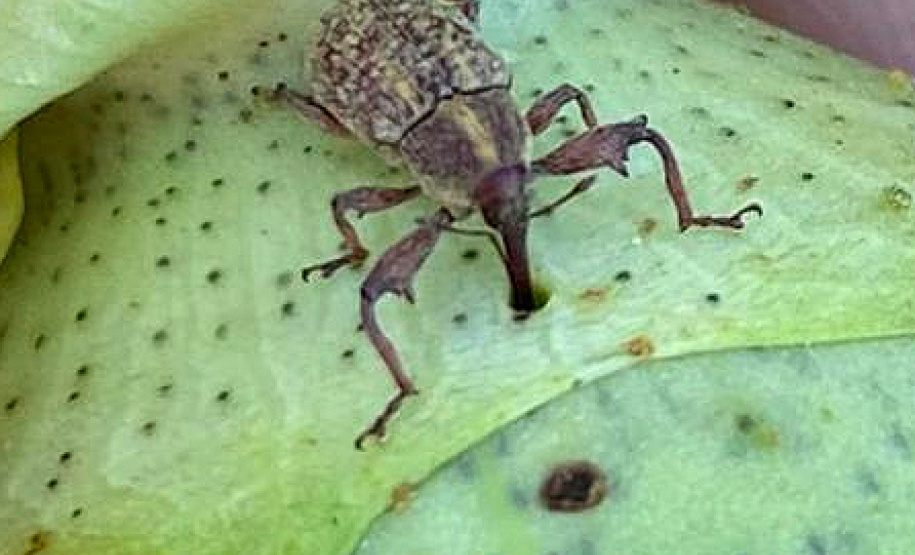 Pesquisa obtém 3x mais algodão com adequado manejo de água e pragas - Pragas como o bicudo-do-algodoeiro dificultam cultivo; por isso, devem ser controladas - Maringá, 20/07/2021 - Foto: UEM