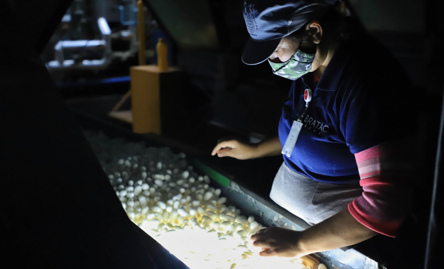 O governador em exercício Darci Piana, conheceu nesta quarta-feira (21), em Londrina, na Região Norte, as instalações da Fiação Bratac, um dos principais elos da cadeia no Estado, responsável pela produção do bicho-da-seda e do fio e também pela comercialização do produto final. - Londrina, 21/07/2021 - Foto: José Fernando Ogura/AEN