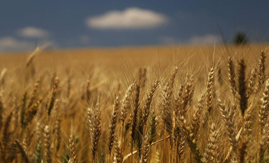 Valor Bruto da Produção Agropecuária cresce 21% e alcança R$ 128,3 bilhões
Foto: José Fernando Ogura/AEN