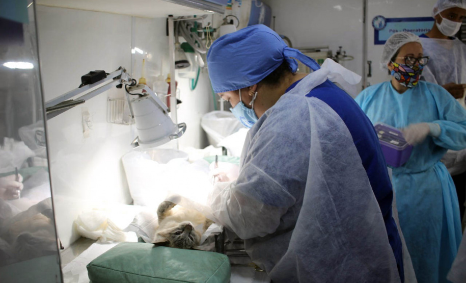 Municípios de Anahy e Ubiratã irão receber o programa CastraPet
Foto: Sedest