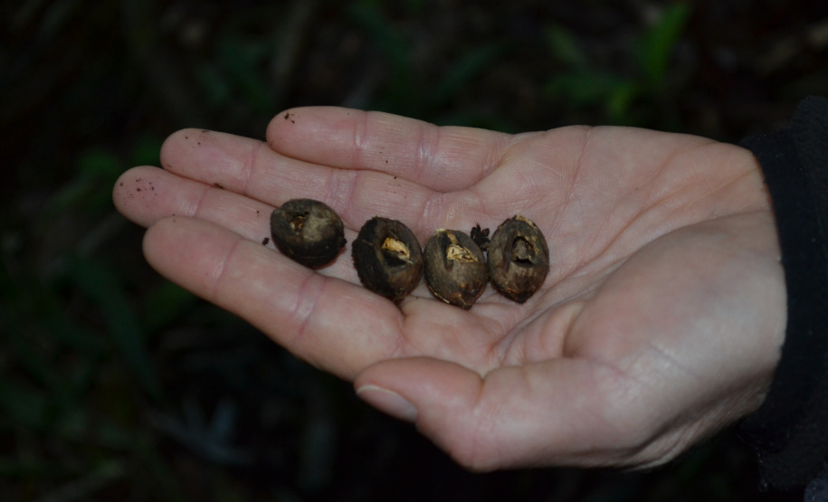 Levantamento de fauna da Serra do Mar ajuda a prever a descida dos trilhos da Nova Ferroeste
Foto: Mirella Gimenes/ Nova Ferroeste