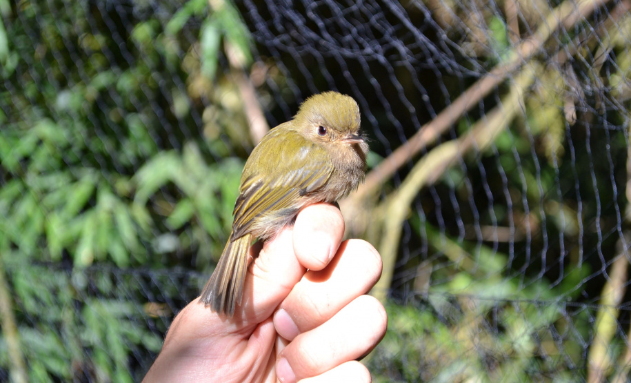 Levantamento de fauna da Serra do Mar ajuda a prever a descida dos trilhos da Nova Ferroeste
Foto: Mirella Gimenes/ Nova Ferroeste
