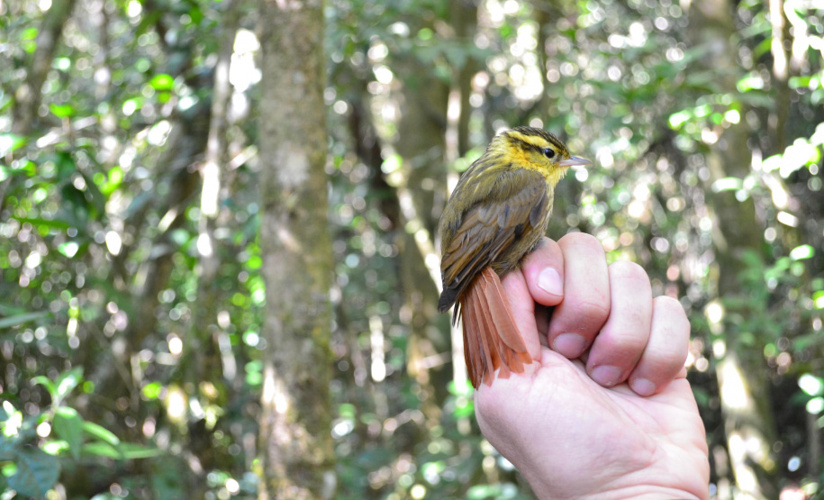 Levantamento de fauna da Serra do Mar ajuda a prever a descida dos trilhos da Nova Ferroeste
Foto: Mirella Gimenes/ Nova Ferroeste