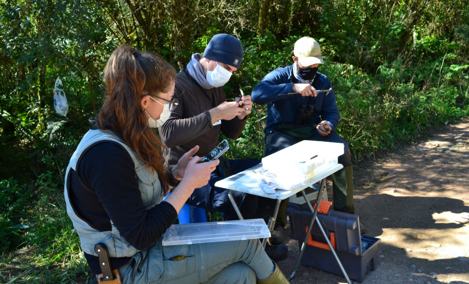 Levantamento de fauna da Serra do Mar ajuda a prever a descida dos trilhos da Nova Ferroeste
Foto: Mirella Gimenes/ Nova Ferroeste