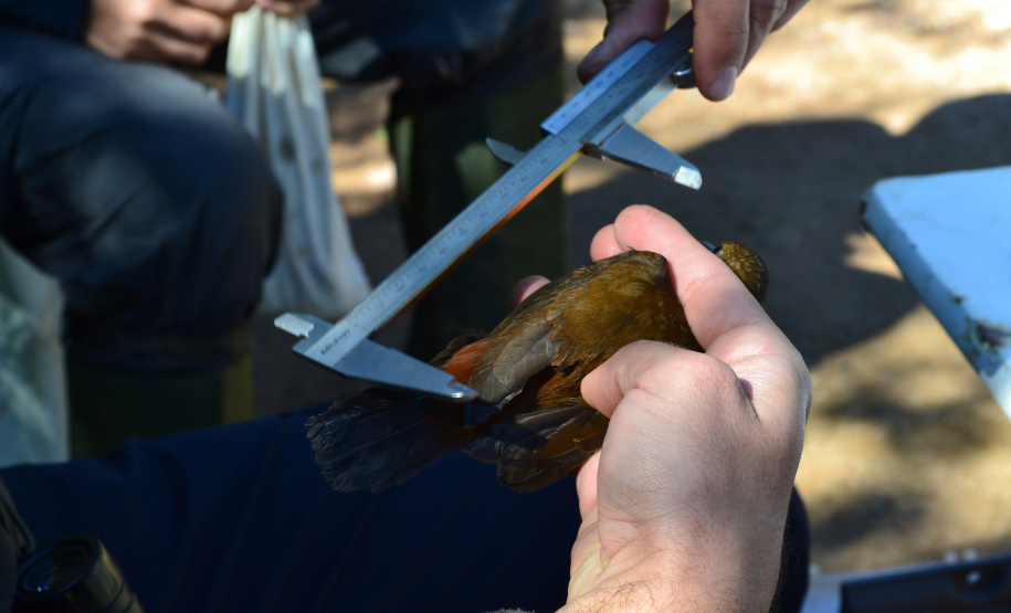 Levantamento de fauna da Serra do Mar ajuda a prever a descida dos trilhos da Nova Ferroeste
Foto: Mirella Gimenes/ Nova Ferroeste