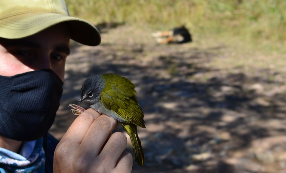 Levantamento de fauna da Serra do Mar ajuda a prever a descida dos trilhos da Nova Ferroeste
Foto: Mirella Gimenes/ Nova Ferroeste