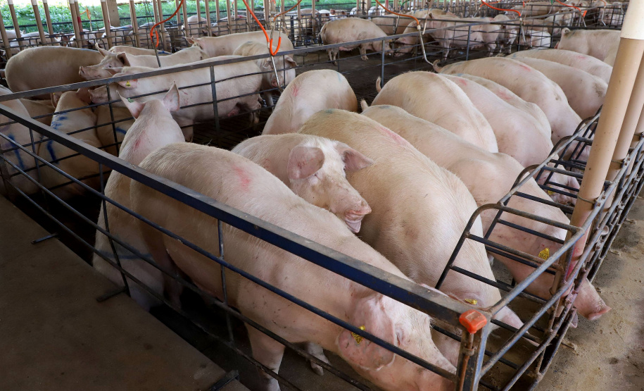 Puxado por Toledo, Paraná avança e mira novos mercados internacionais na carne suína
Foto: Ari Dias/AEN