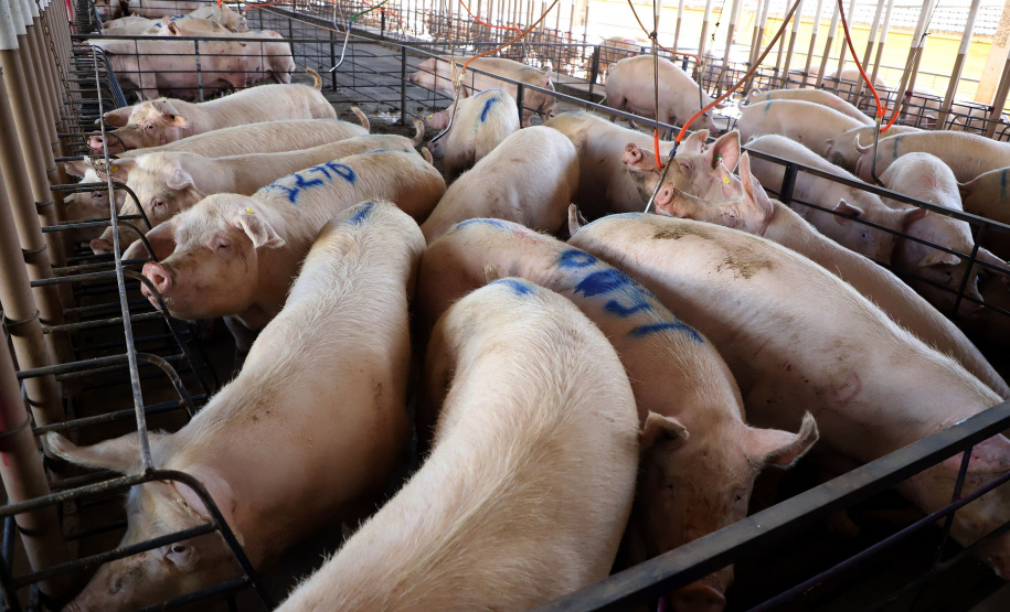 Puxado por Toledo, Paraná avança e mira novos mercados internacionais na carne suína
Foto: Ari Dias/AEN