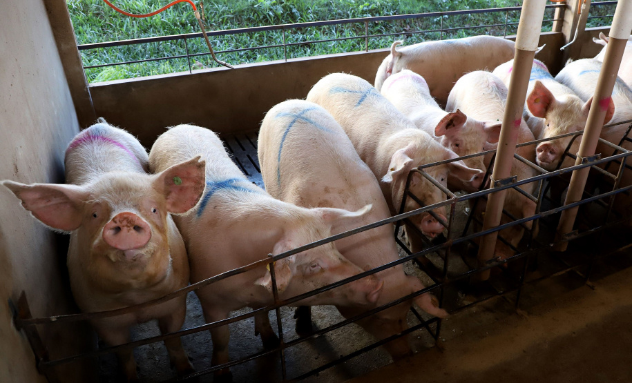 Puxado por Toledo, Paraná avança e mira novos mercados internacionais na carne suína
Foto: Ari Dias/AEN