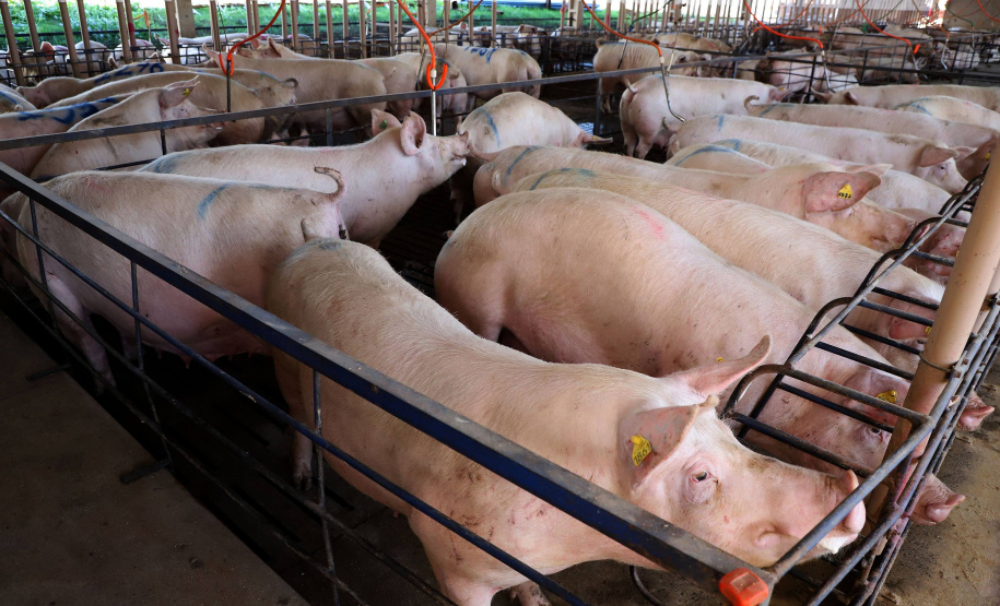 Puxado por Toledo, Paraná avança e mira novos mercados internacionais na carne suína
Foto: Ari Dias/AEN