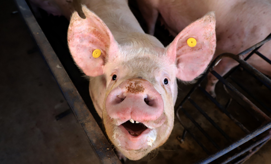 Puxado por Toledo, Paraná avança e mira novos mercados internacionais na carne suína
Foto: Ari Dias/AEN