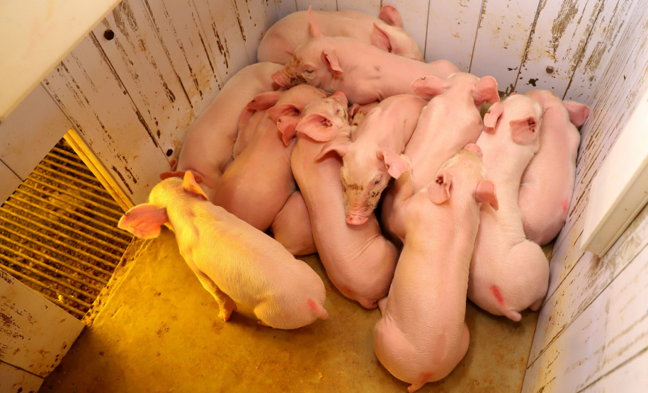 Puxado por Toledo, Paraná avança e mira novos mercados internacionais na carne suína
Foto: Ari Dias/AEN