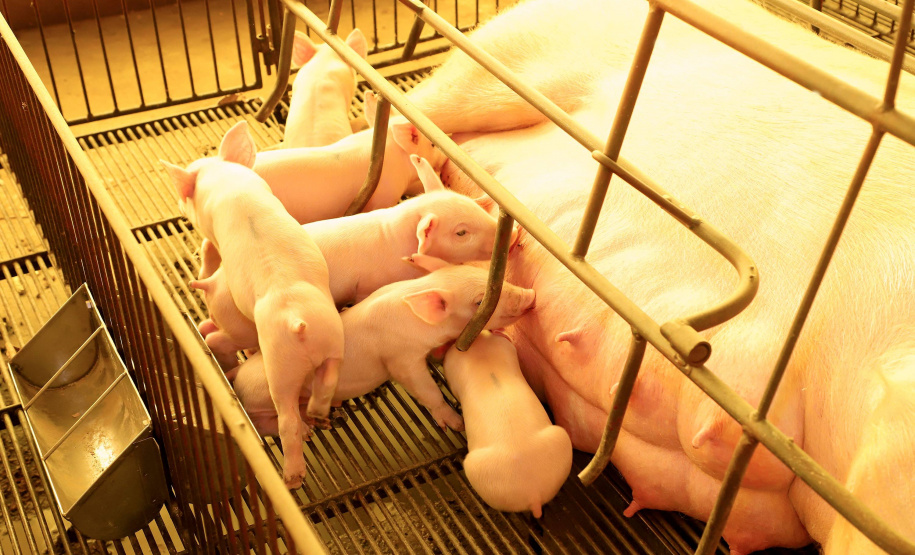 Puxado por Toledo, Paraná avança e mira novos mercados internacionais na carne suína
Foto: Ari Dias/AEN