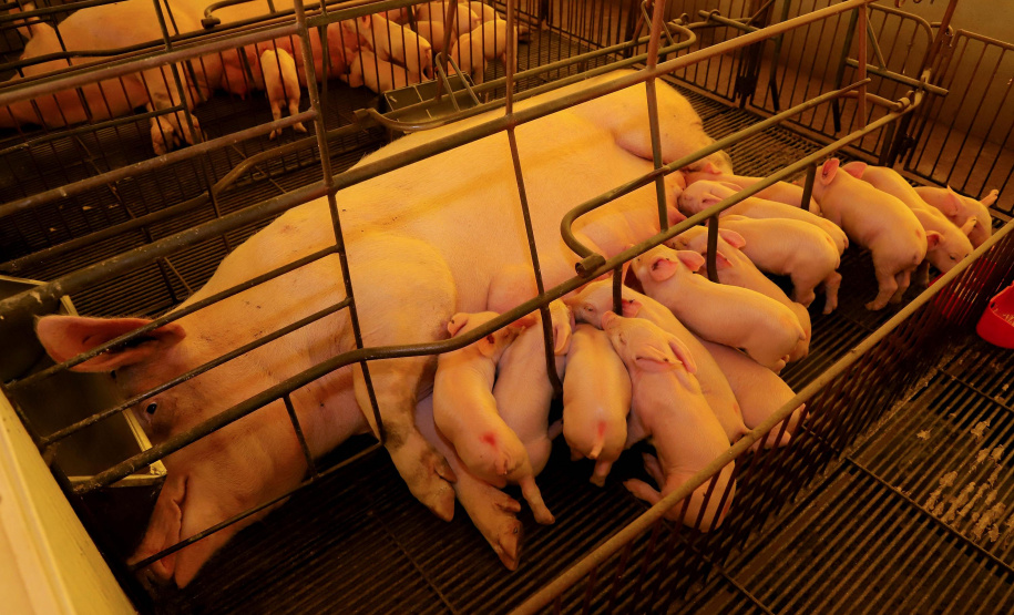 Puxado por Toledo, Paraná avança e mira novos mercados internacionais na carne suína
Foto: Ari Dias/AEN