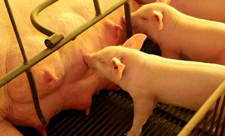 Puxado por Toledo, Paraná avança e mira novos mercados internacionais na carne suína
Foto: Ari Dias/AEN