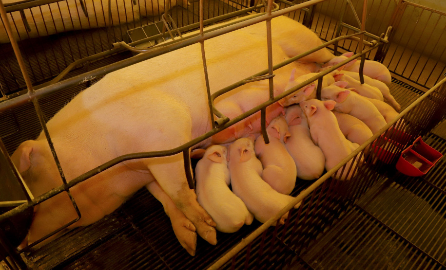 Puxado por Toledo, Paraná avança e mira novos mercados internacionais na carne suína
Foto: Ari Dias/AEN